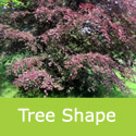 Fagus Sylvatica Purpurea Tricolor Tree Shape At Maturity